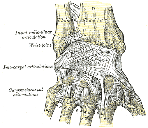 Posterior medical anatomy illustration showing the ligaments of the wrist